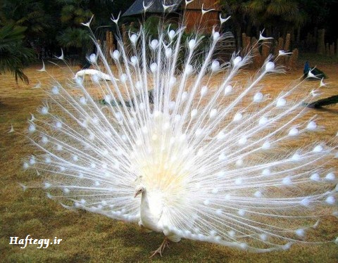عکس های دیدنی از طاووس سفید