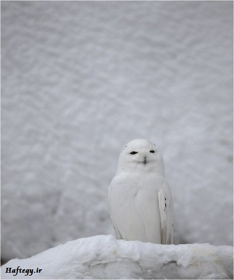 حیوانات سفید در سفیدی برف!!
