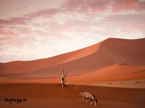 عکس های زیبا از حیوانات آفریقا
