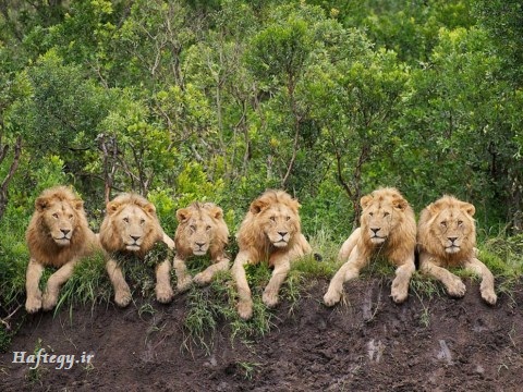 عکس های زیبا از حیوانات آفریقا