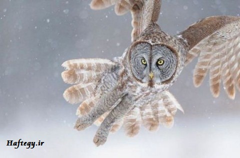 عکس های جالب از دنیای زیبای حیوانات