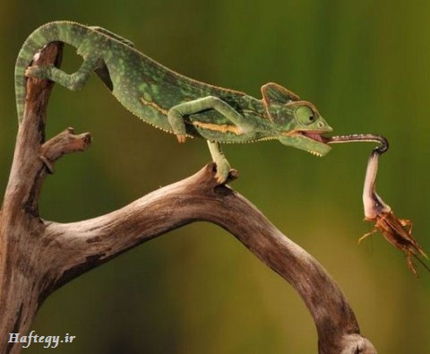 عکس های جالب از دنیای زیبای حیوانات