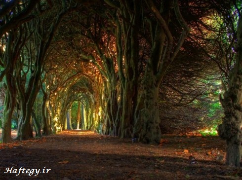 Tree-Tunnels_Haftegy.ir