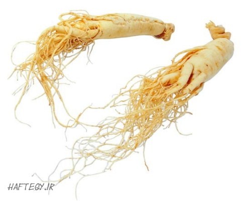 White-Ginseng-Root_Haftegy.ir