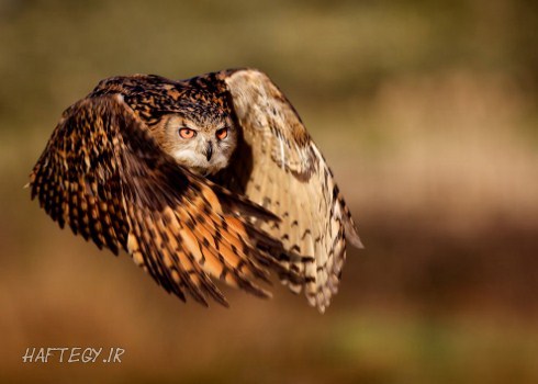 eagle-owl_Haftegy.ir