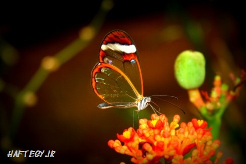 عکس های فوق العاده دیدنی از پروانه های بال شیشه ای