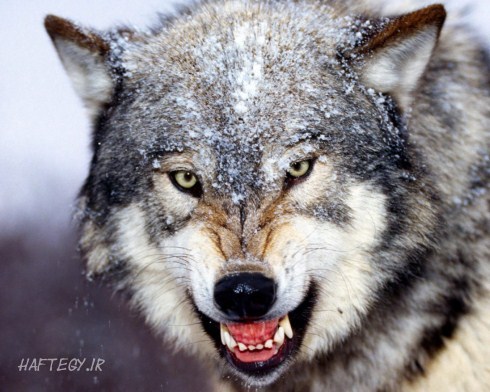 wolf-1_Haftegy.ir