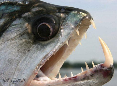 killer-fish-piranha_Haftegy.ir