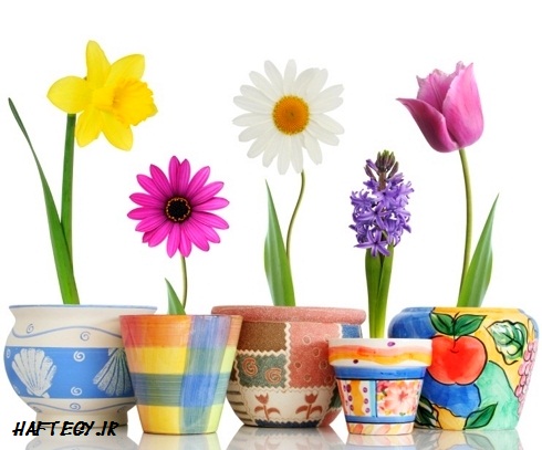 نکاتی مهم برای نگهداری گلهای بهاری