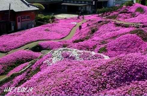 تصاویری زیبا از پارک هيتسو جی ياما ژاپن