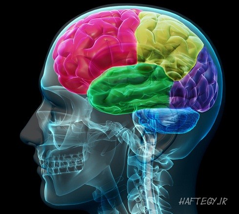 دانستنی های جالب درمورد مغز انسان