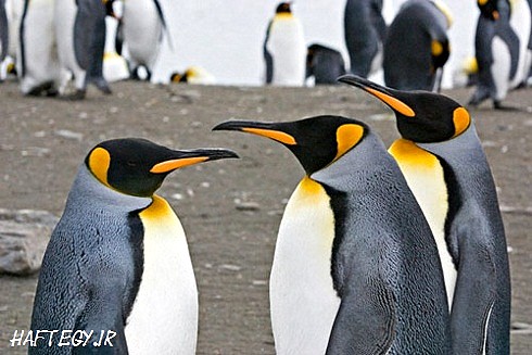 با انواع پنگوئن آشنا شوید!