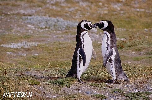 با انواع پنگوئن آشنا شوید!