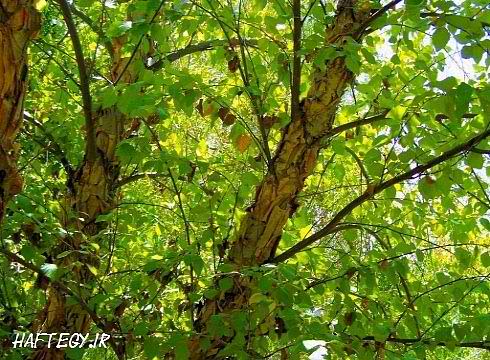 birch_tree_Haftegy.ir