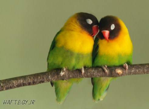 lovebirds_Haftegy.ir