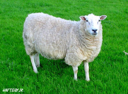 معماي جالب و زیبای دهقان و گوسفندان